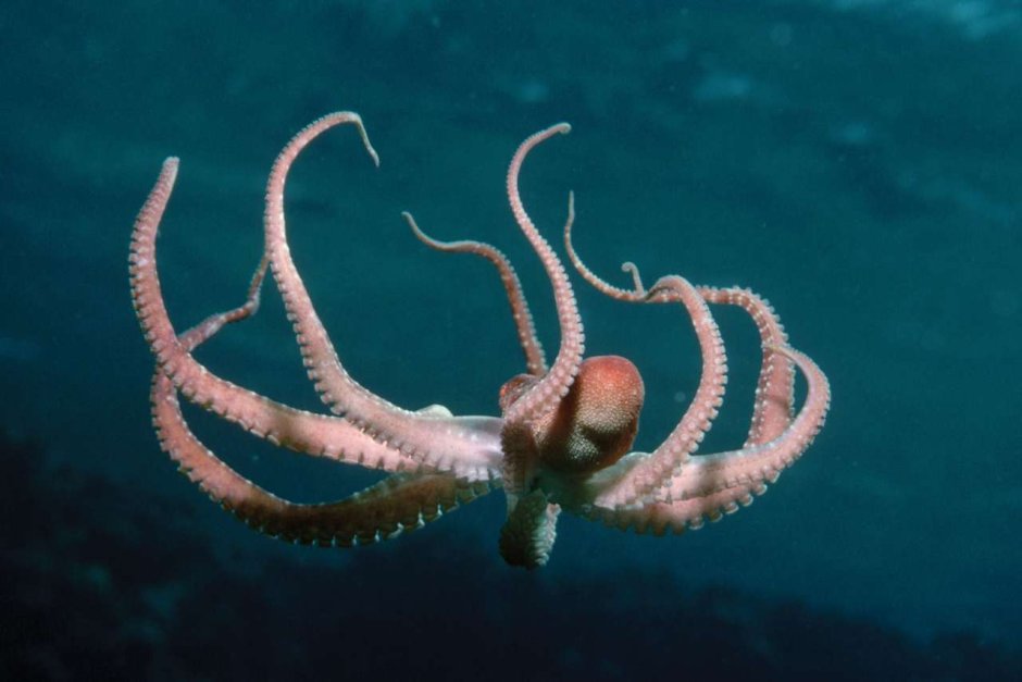Морской осьминог
