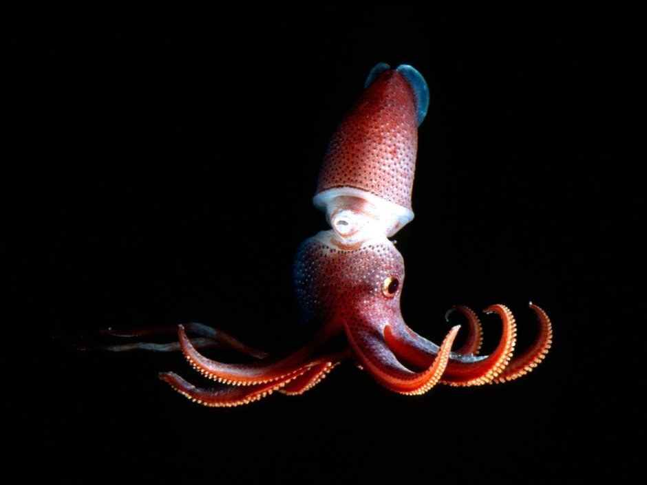 Кальмар Histioteuthis heteropsis