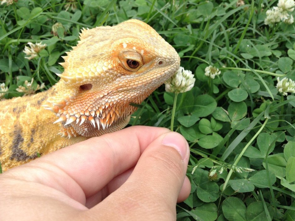 Ящерица с короной на голове