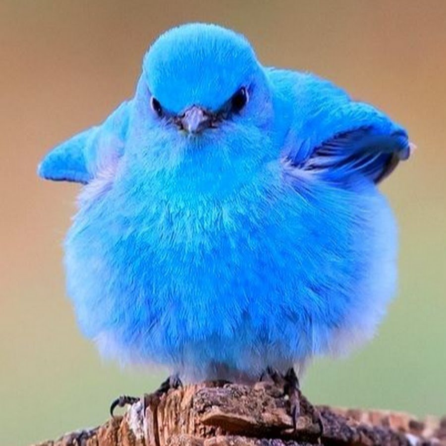 Сиалия Лазурная птица