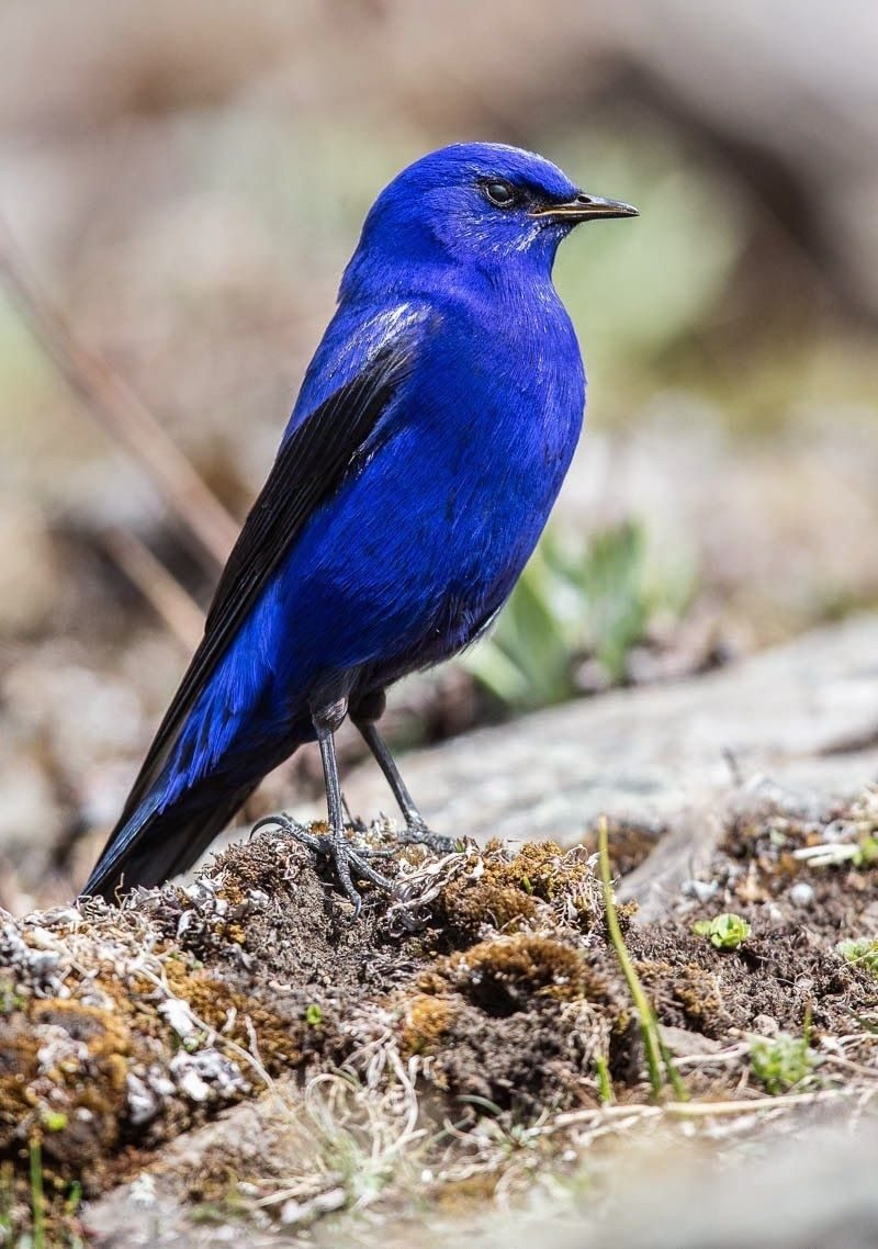 Лазоревая птица Грандала