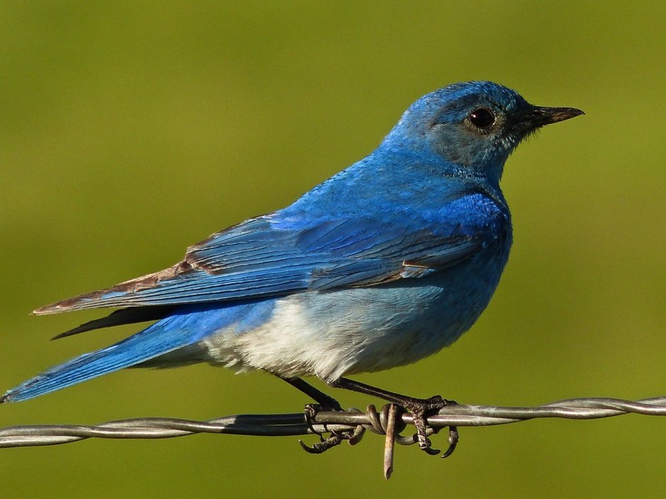 Голубая сиалия голубой Зяблик