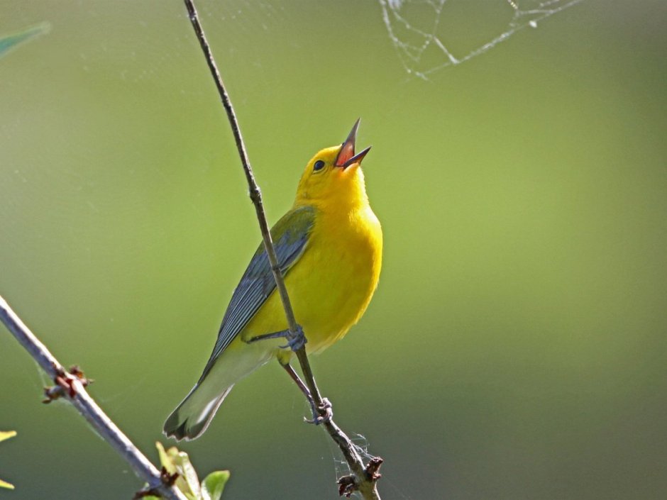 Желтая птичка в Питере