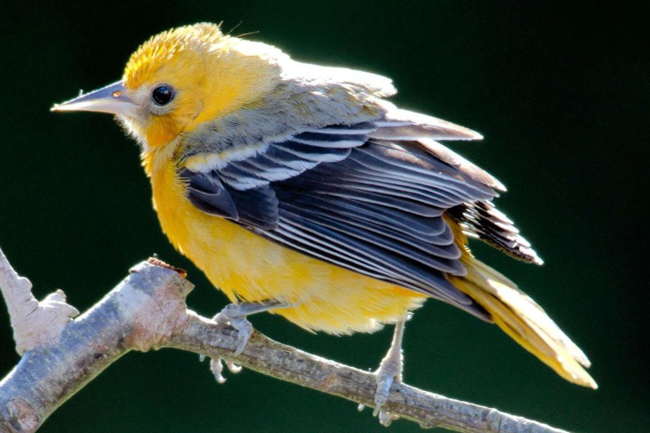 Африканская золотистая Иволга