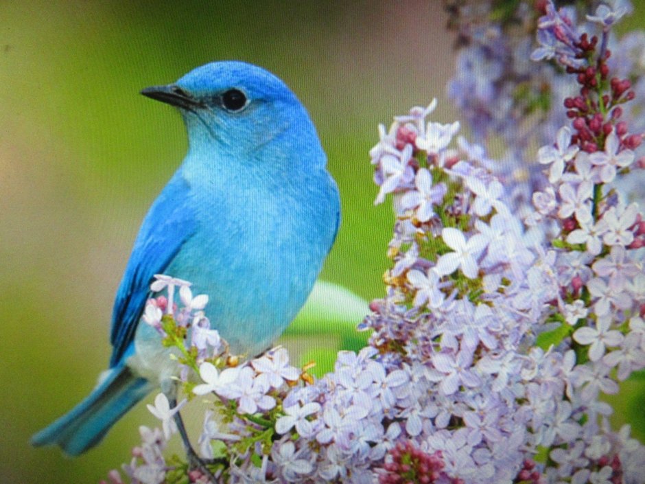 Птица с синими глазами