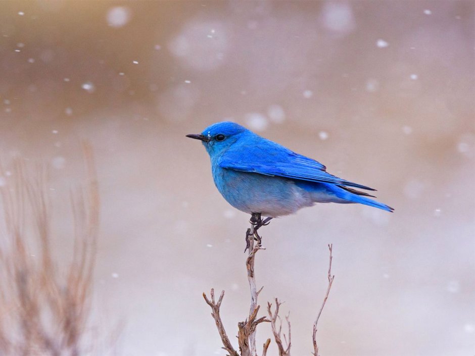 Блю сиалия голубая птичка