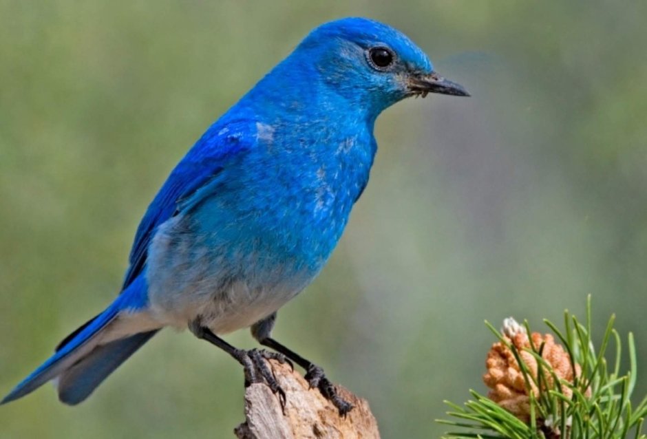 Голубая Горная сиалия