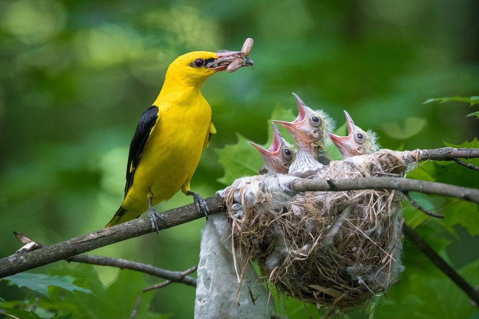 Африканская золотистая Иволга