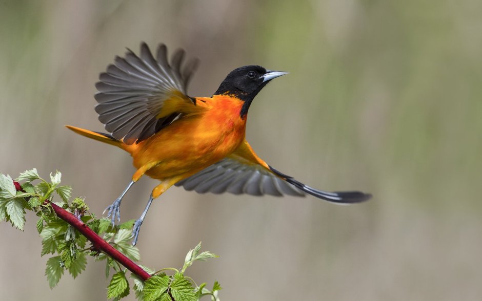 Балтиморская Иволга