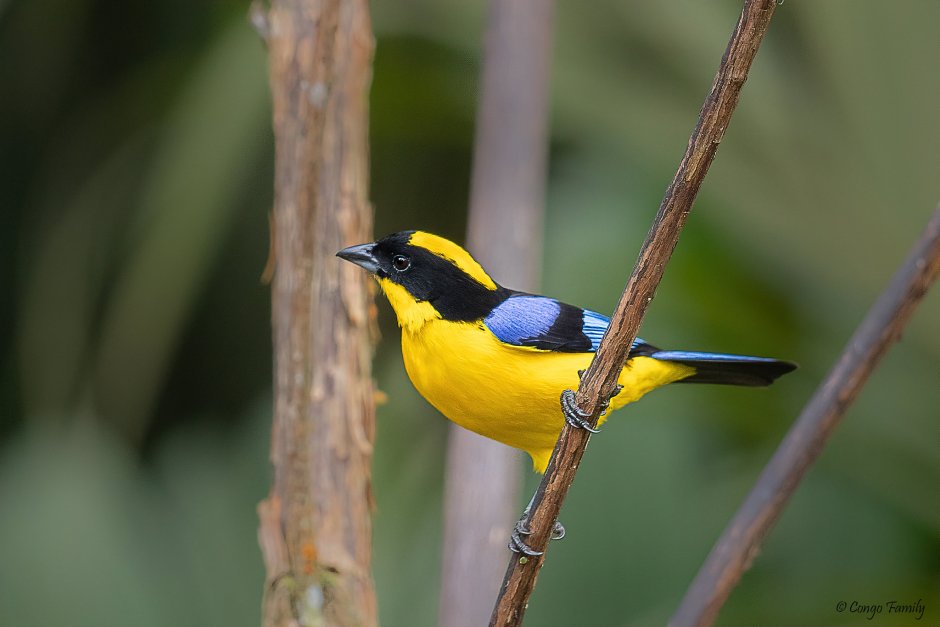 Сорочья танагра