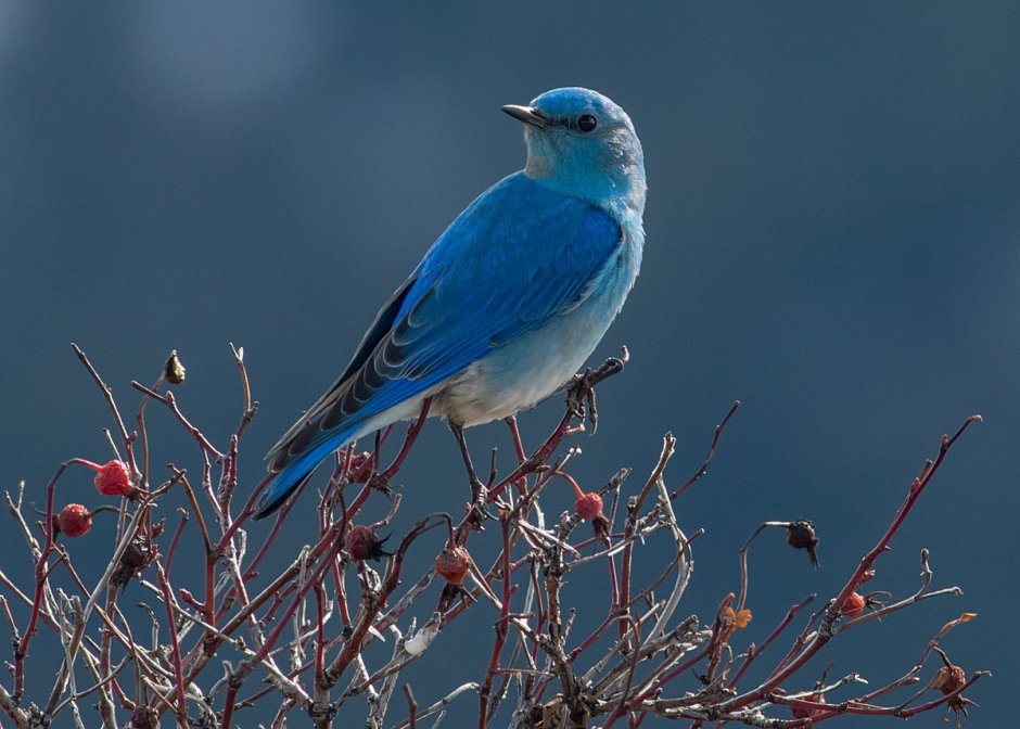 Голубая сиалия