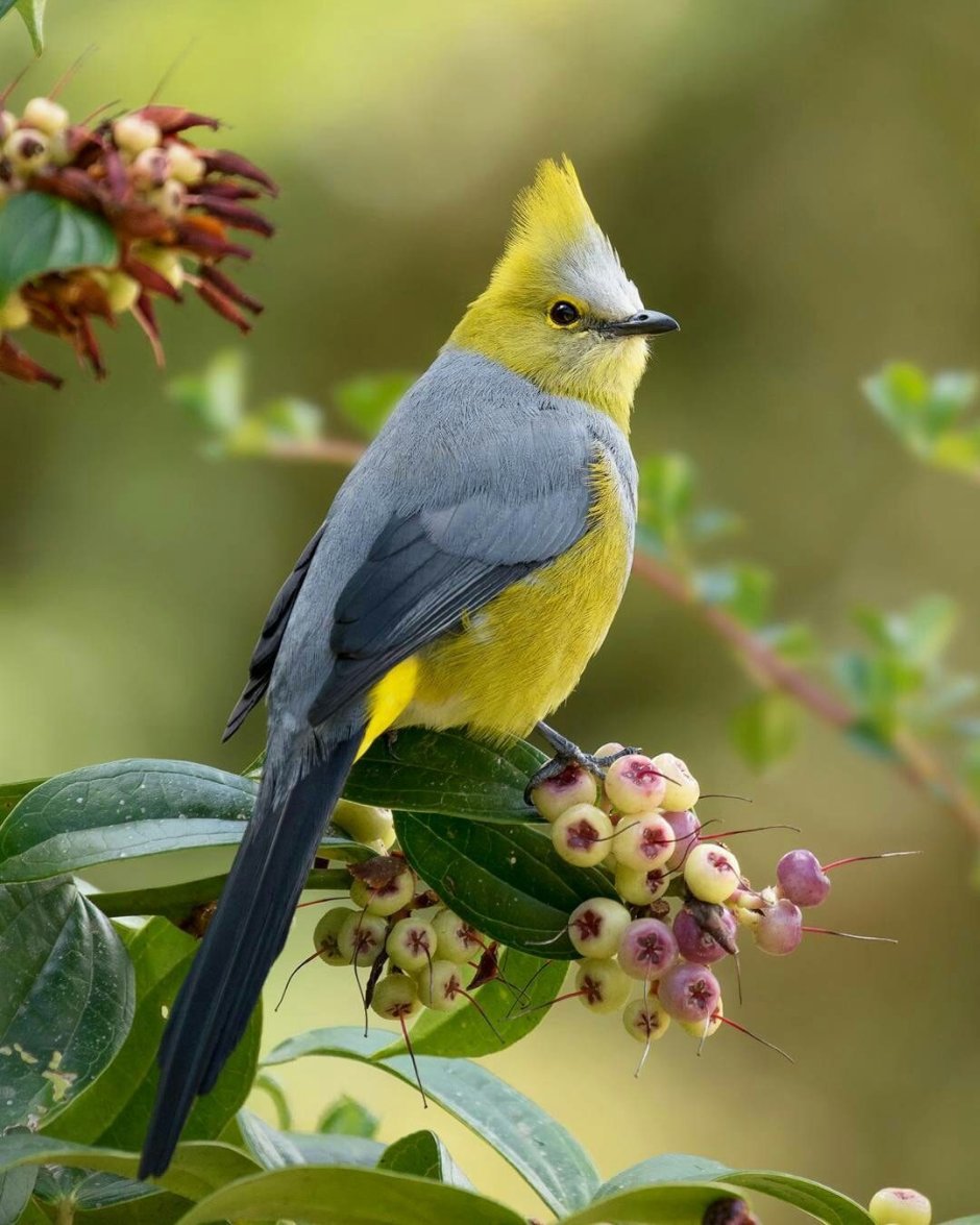 Красивые птицы