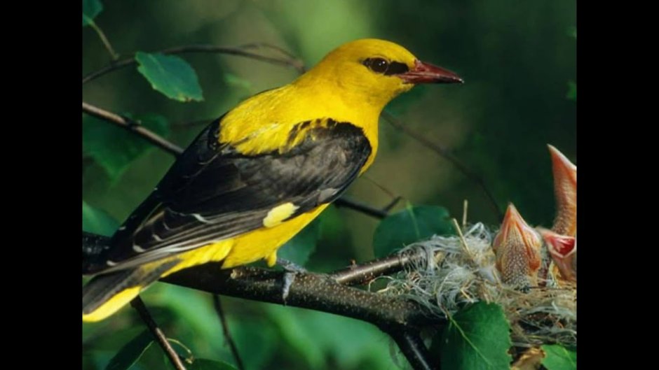 Насекомоядная птица Иволга