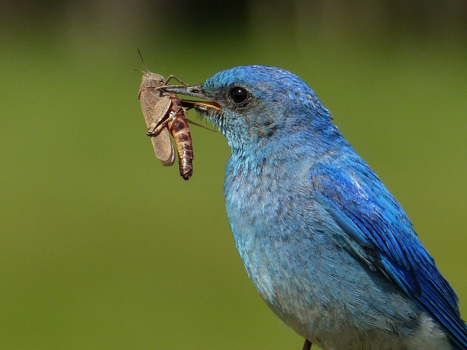 Голубая сиалия птица