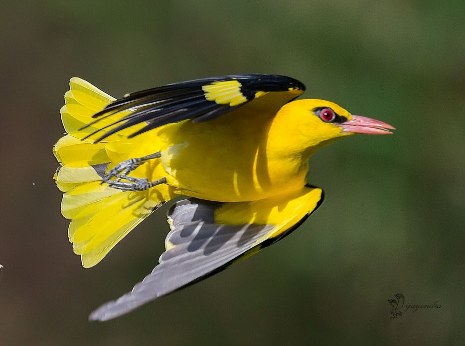 Китайская Иволга самка