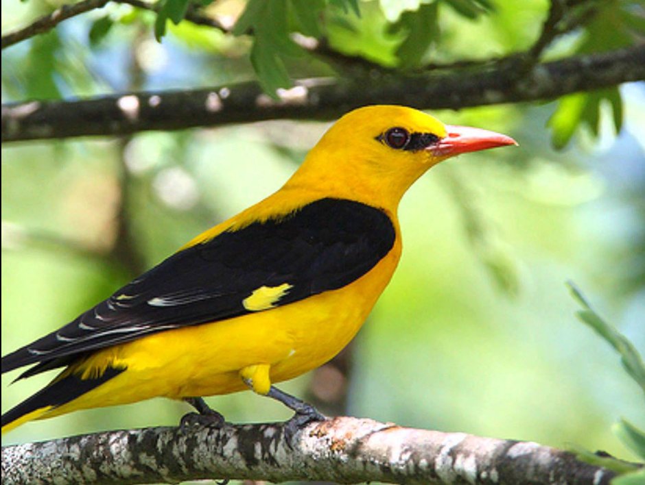 Иволга Перелетная птица