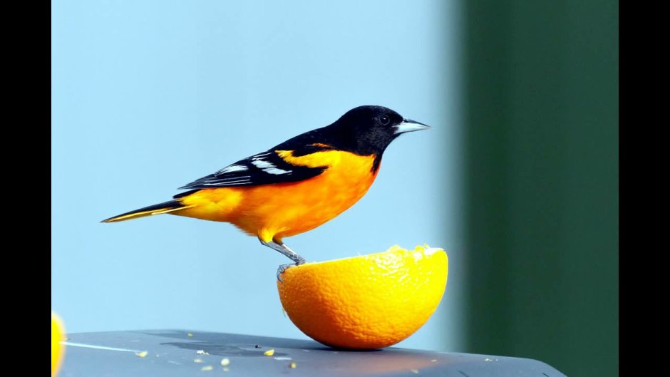 Иволга оранжевая