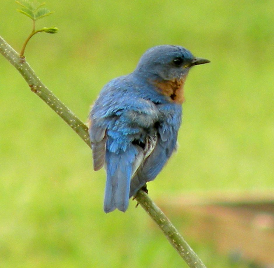 Птица синяя самец