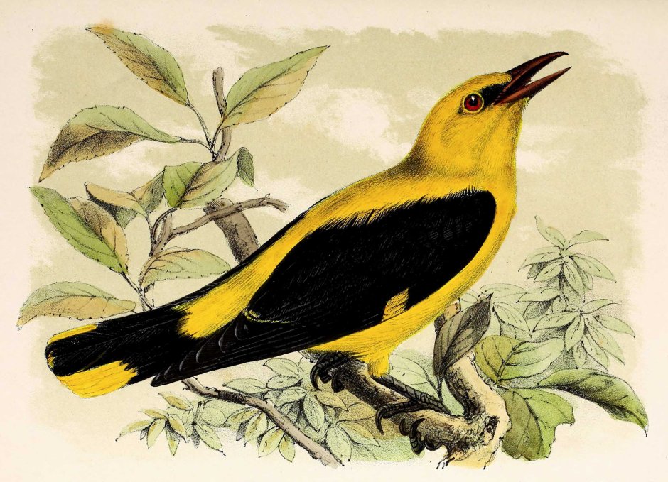 Иволга живопись