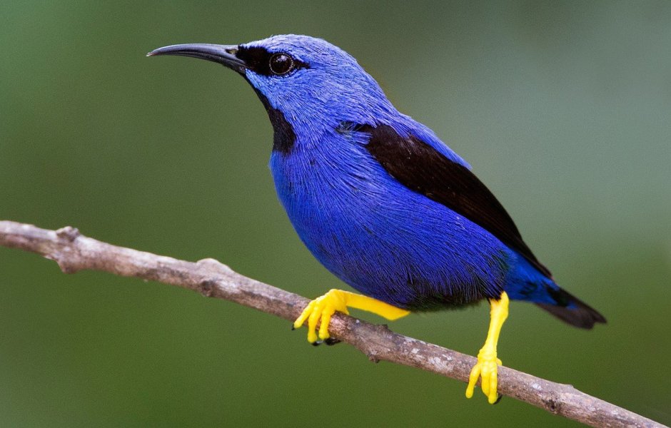 Бирюзовая танагра-медосос