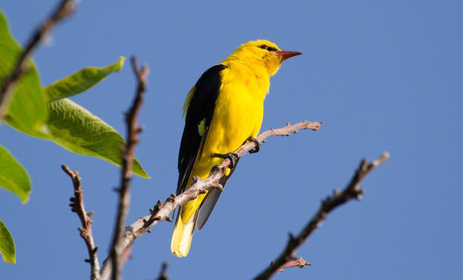 Иволга Перелетная птица