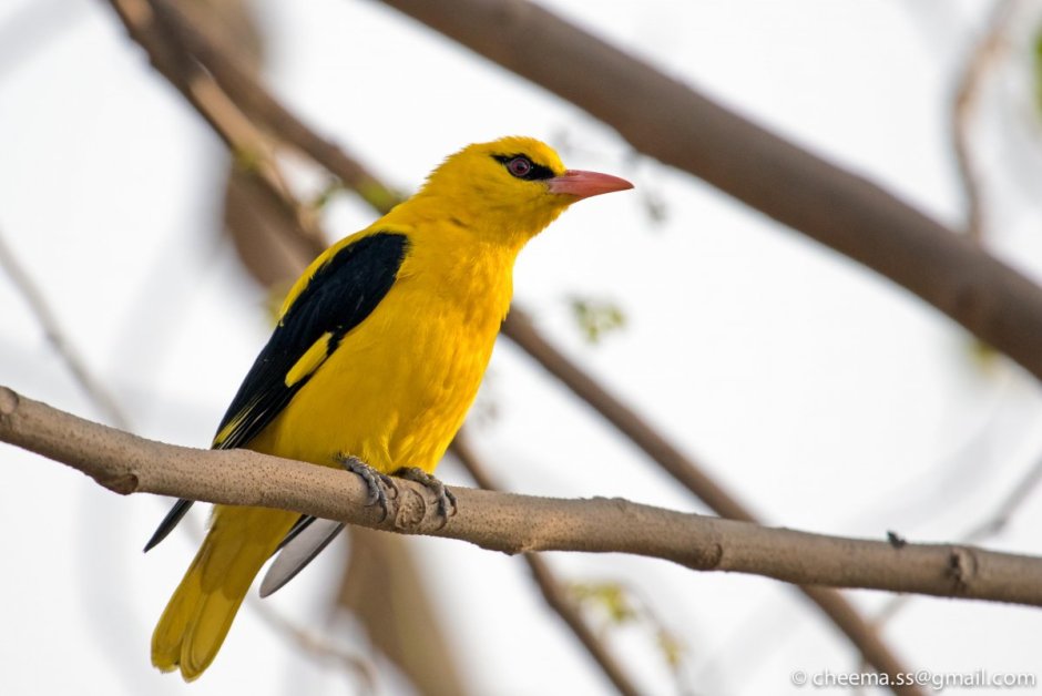 Американская Иволга