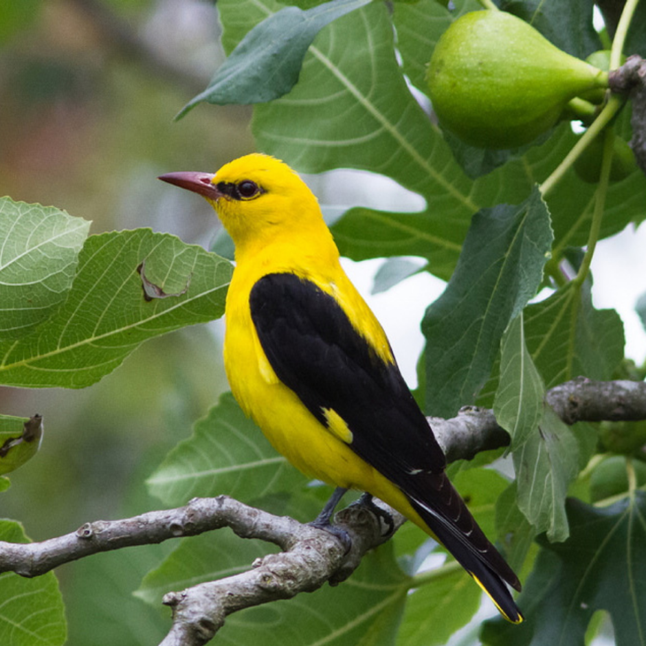Африканская черноголовая Иволга