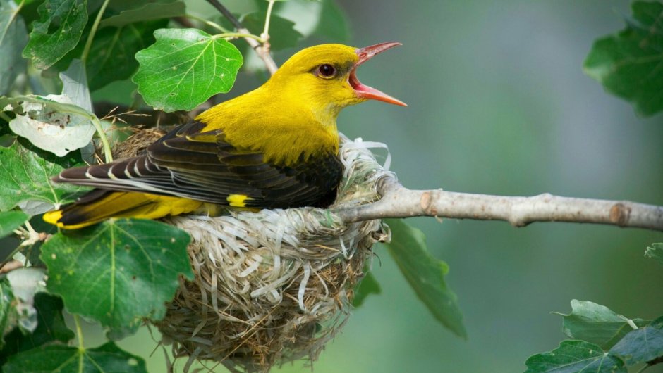 Иволга птица гнездо
