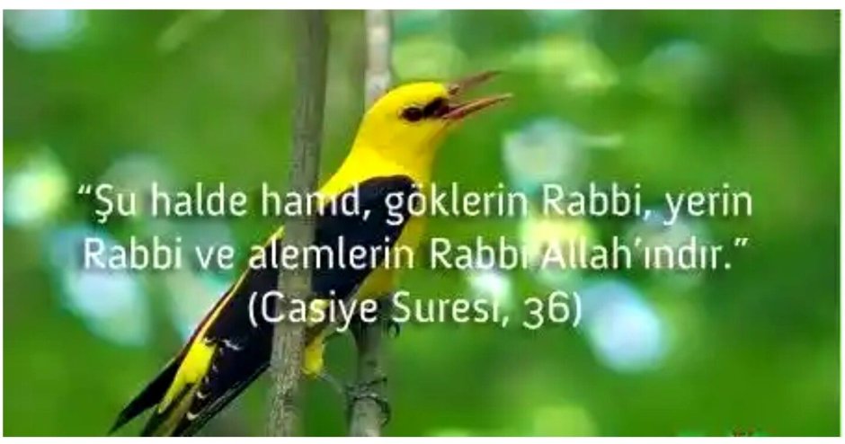 Иволга птица пение