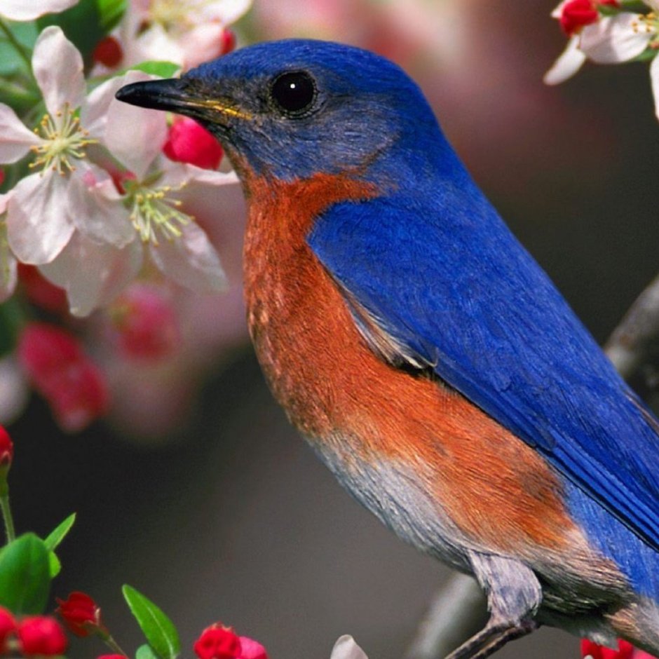 Обои с птицами