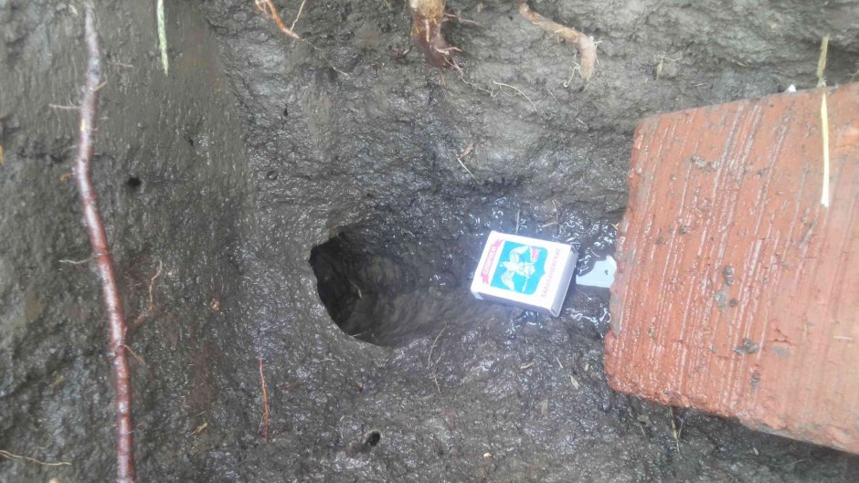 Нора землеройки