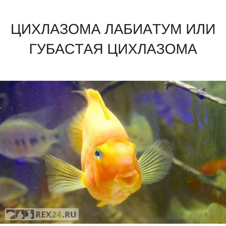 Цихлазома губастая