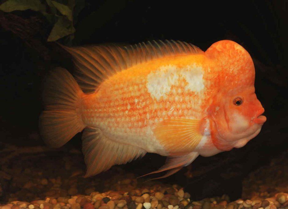 Цихлазома Цитроновая Amphilophus citrinellus
