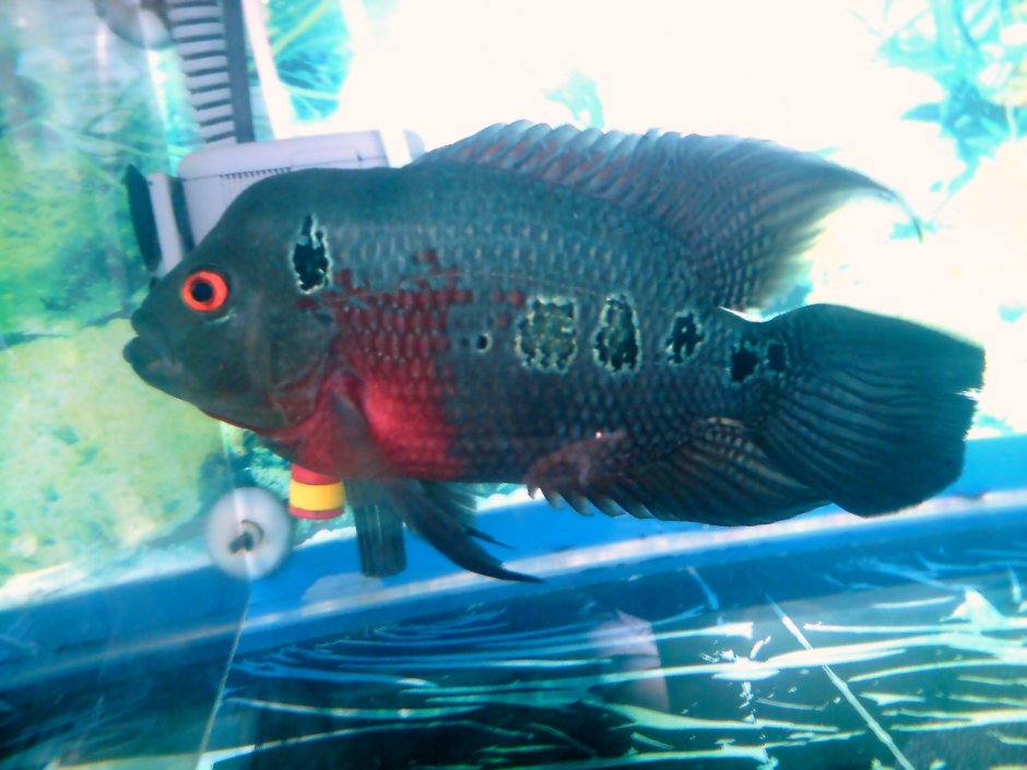 Red Dragon Pisces