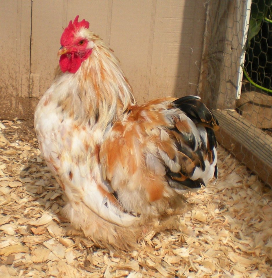 Куры Cochin Bantam