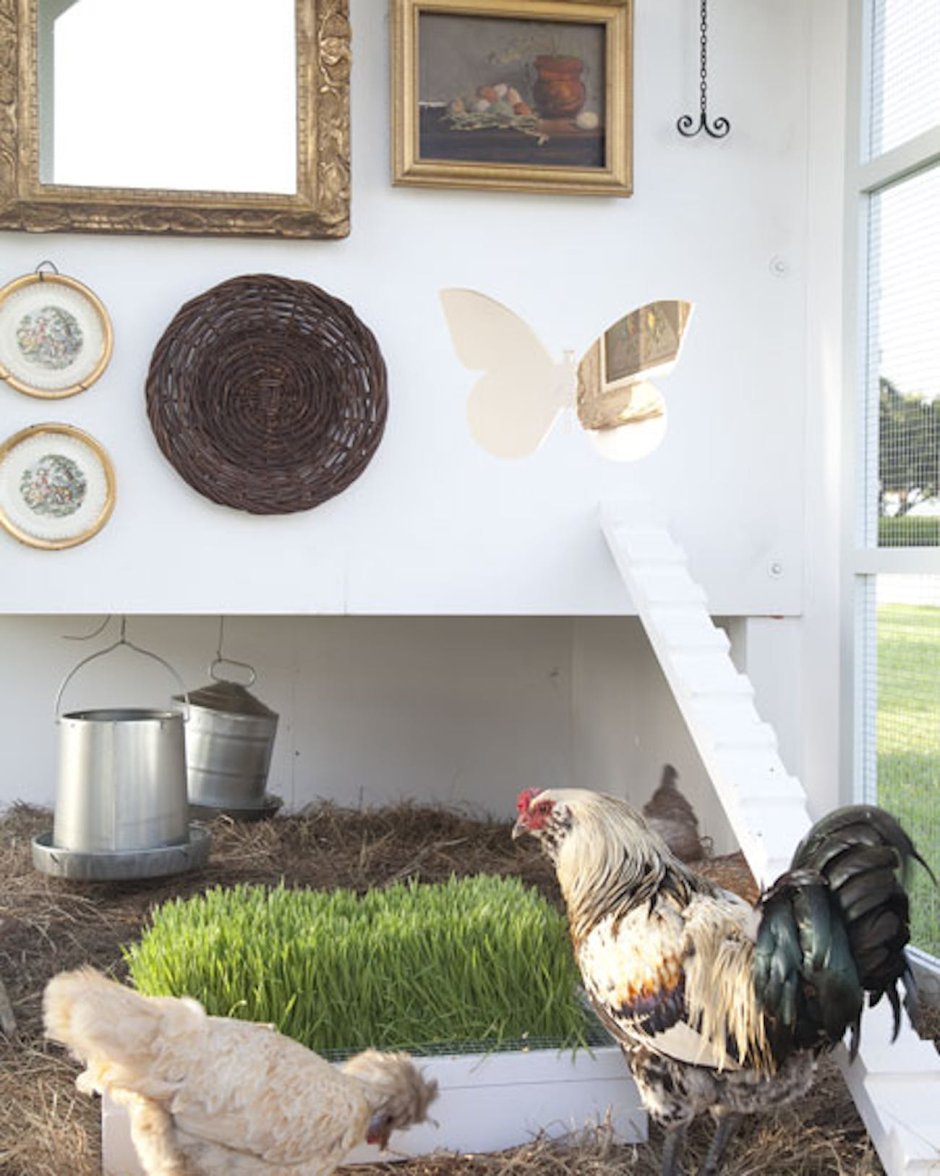 Home Chicken Coop for the Comfort of laying Hens in the Country