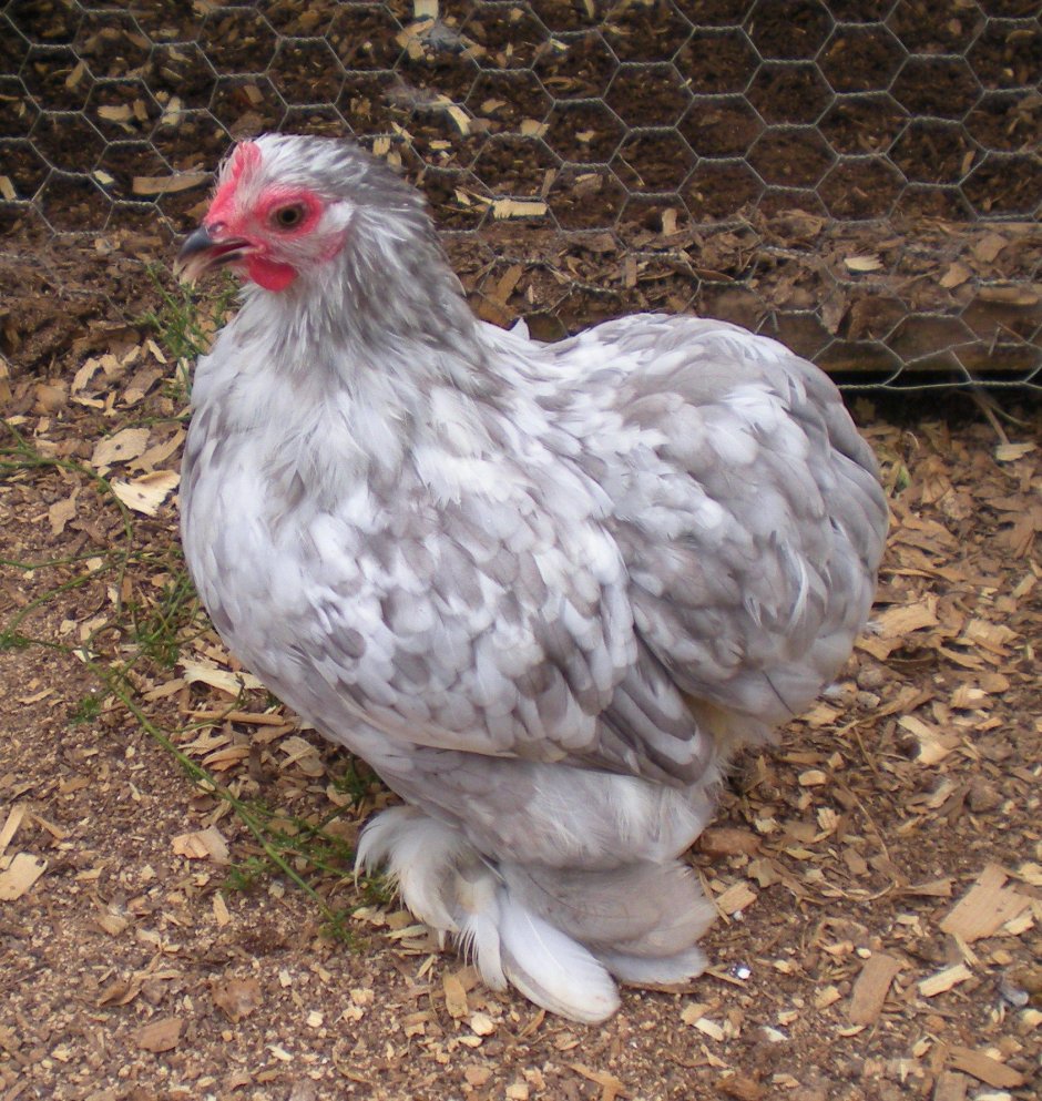Куры Cochin Bantam