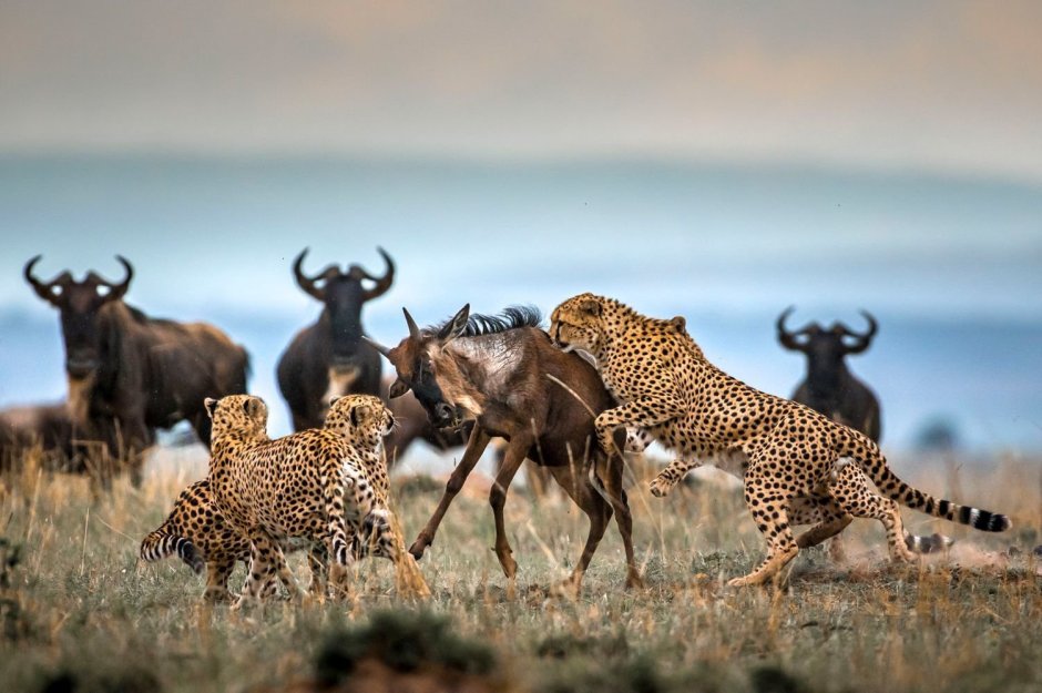 Национальный парк Серенгети Serengeti National Park