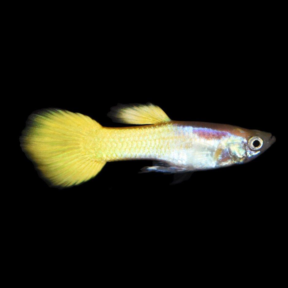 Guppy Full Platinum Albino