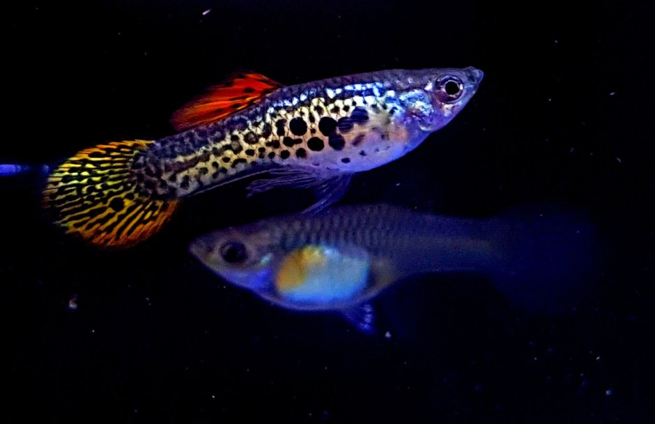 Guppy Fish Elefant Ear