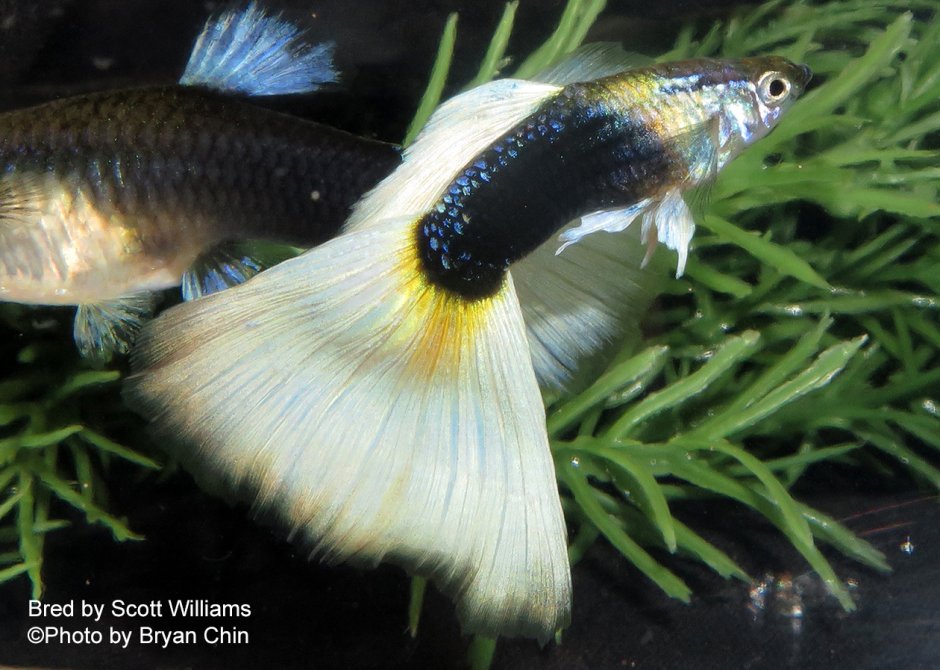 Inbreeding with Guppies