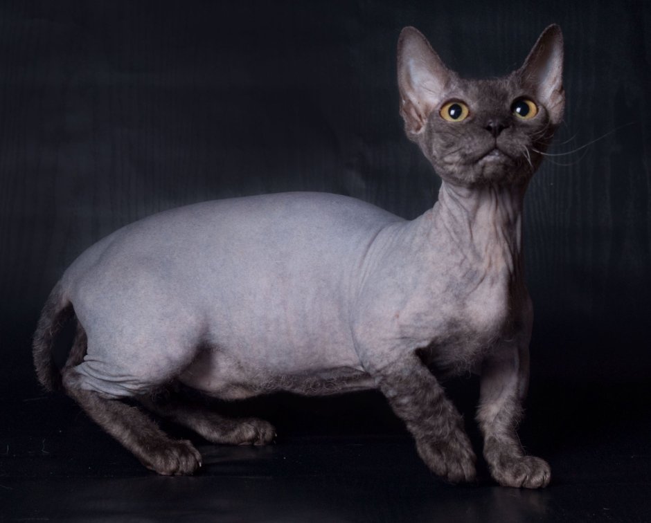 Сфинкс Минскин