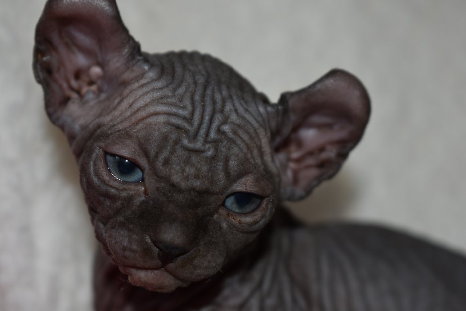 Сфинкс Эльф котенок черный