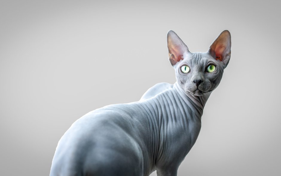 Донской сфинкс кошка