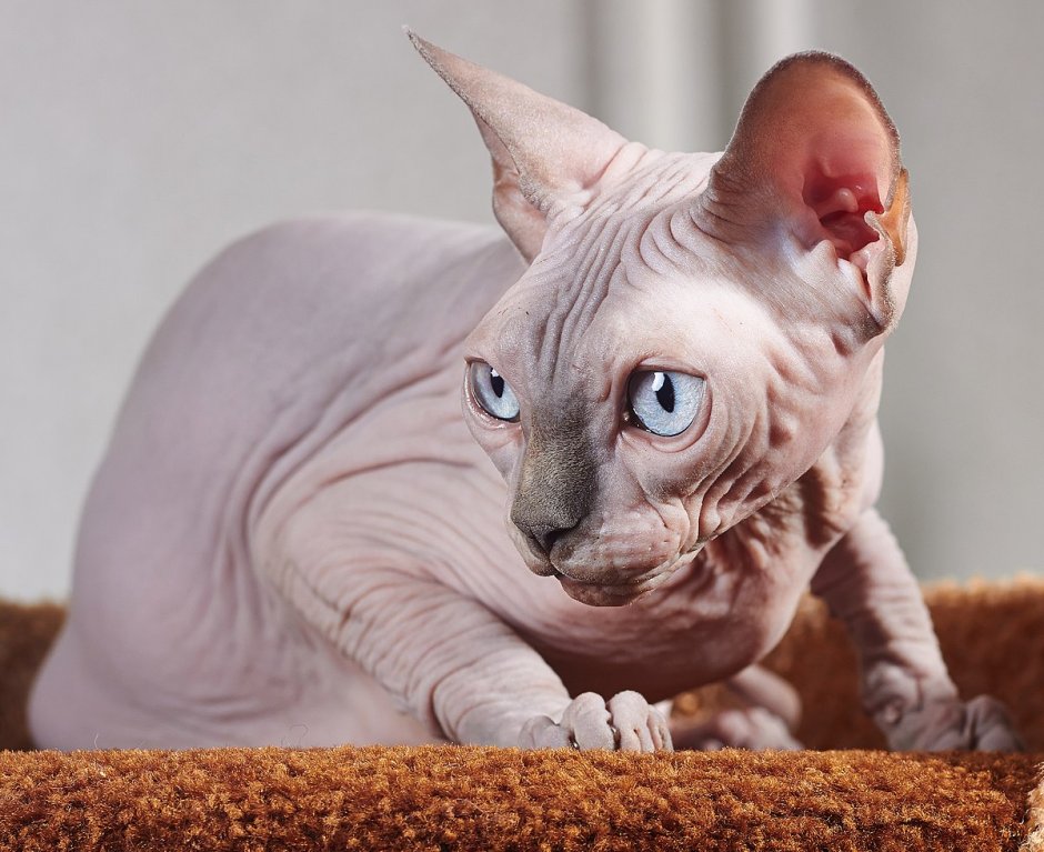 Британский сфинкс кошка