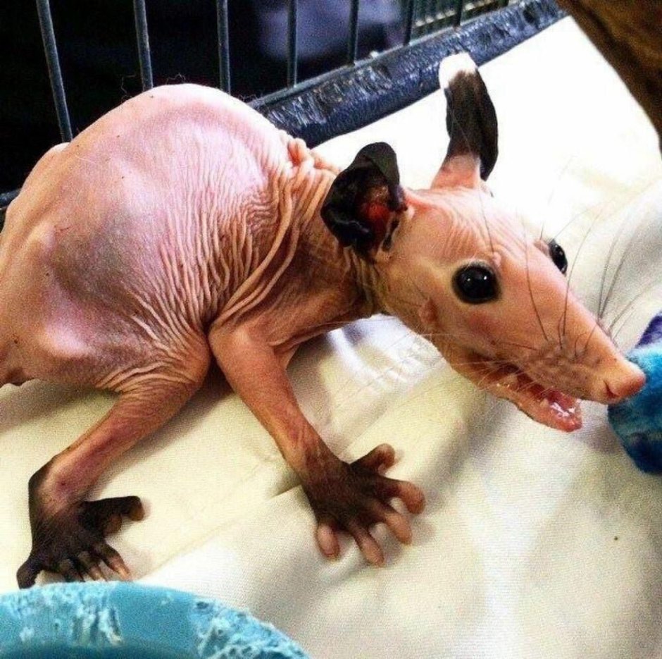 Фенек или фенёк