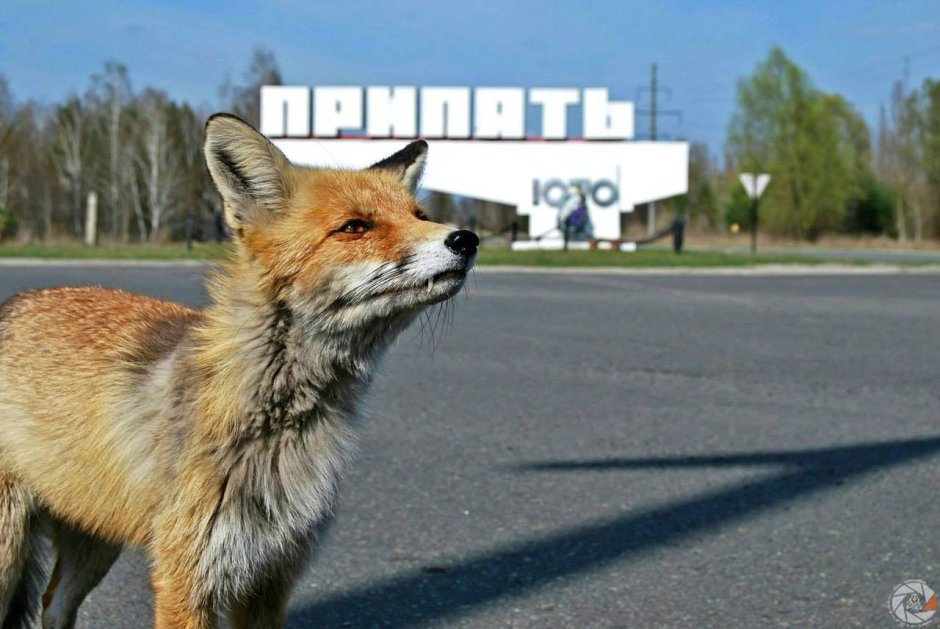 Припять Лис Семен