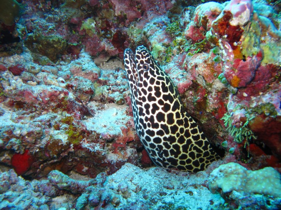Gymnothorax flavimarginatus