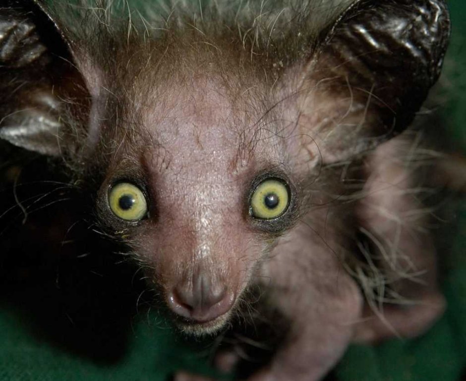 Мадагаскарская руконожка полуобезьяна