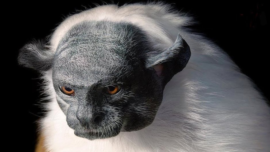 Пегий Тамарин вымирание